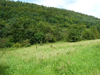 Sch�nes Sonnengrundst�ck in Walld�rn-Rippberg